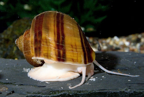 Blue Mystery Snail