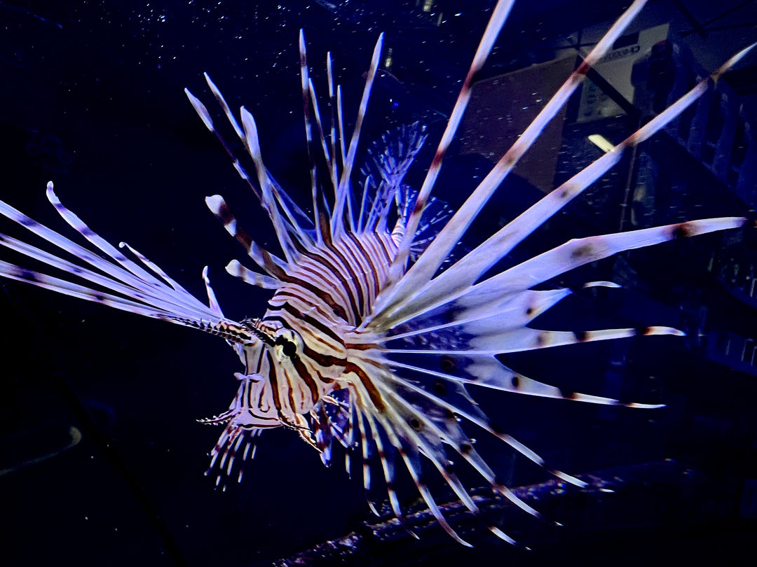 Volitan Lionfish 3"-4"