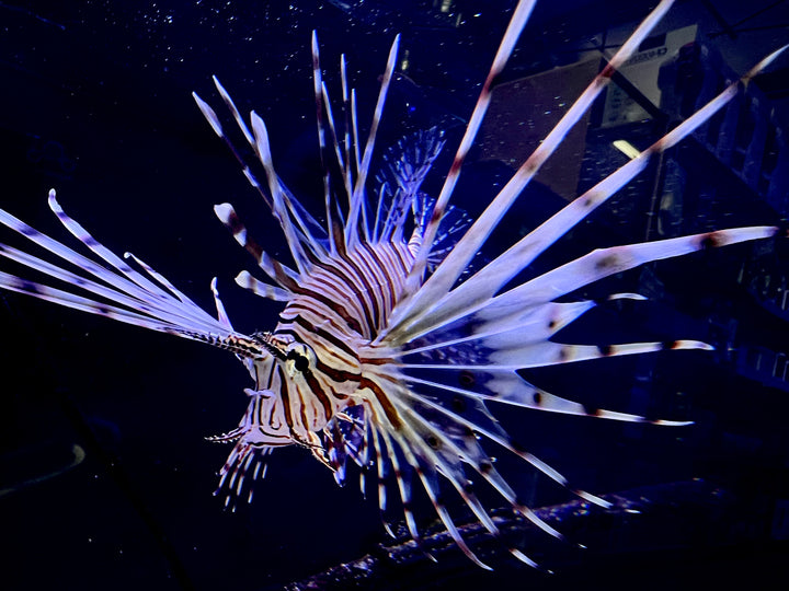 Volitan Lionfish 3"-4"