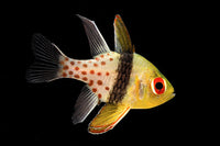 Pajama Cardinalfish