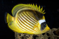 raccoon butterflyfish