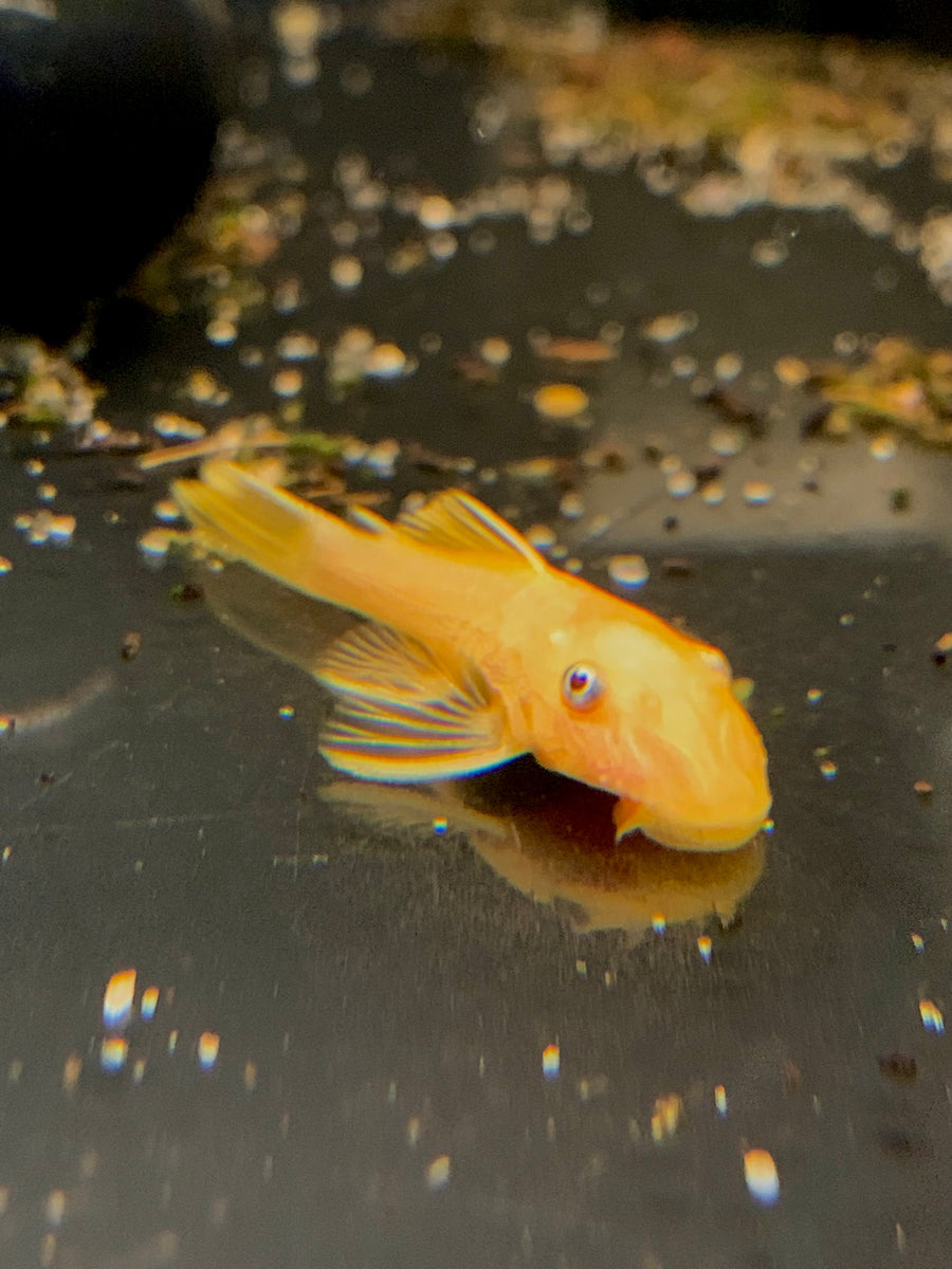 Blue Eyed Lemon Bristlenose Pleco L144a