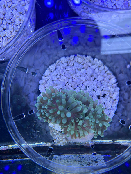 Green  Bulb Anemone Med