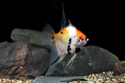 Koi Angelfish