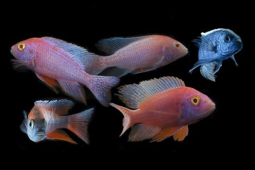 Assorted Peacock Cichlid