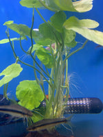 Brazilian Pennywort Bunch