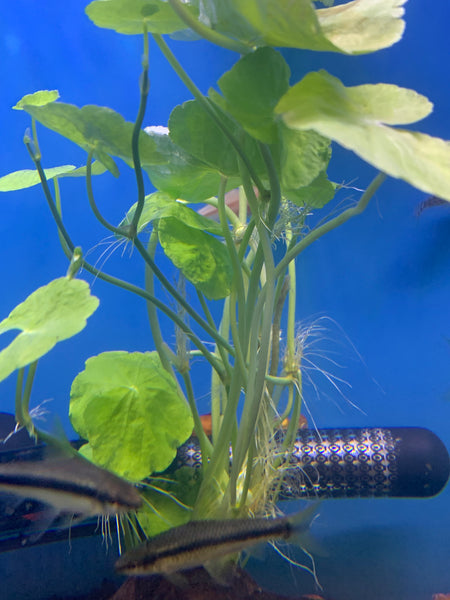 Brazilian Pennywort Bunch