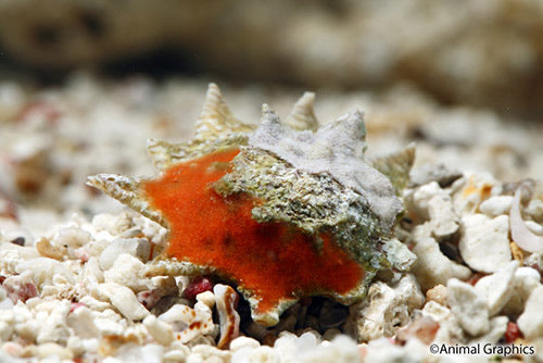 Spiny Star Astraea