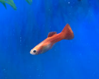 Red Blonde Guppy Male