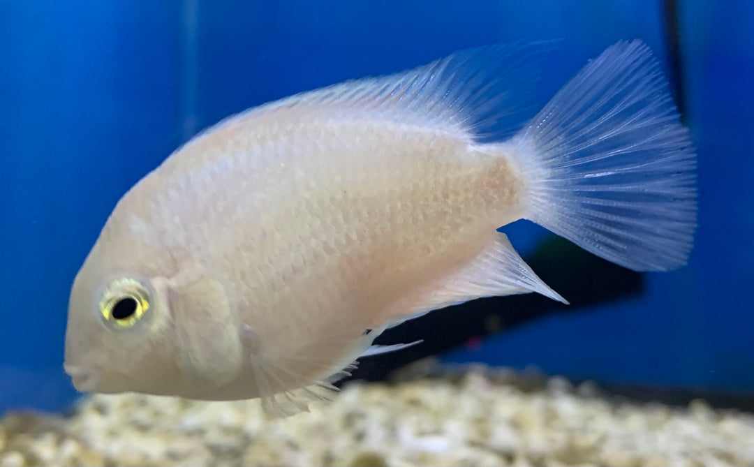 Snow White Parrot Cichlid – Reeflifeaquariums.com Snow White Parrot Cichlid – Reeflifeaquariums.com
