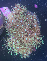 RLA Green Star Polyp Frag