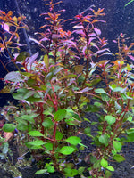Red Ludwigia "Rubin"  Plant Bunched