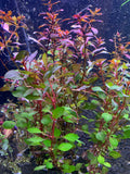 Red Ludwigia "Rubin"  Plant Bunched