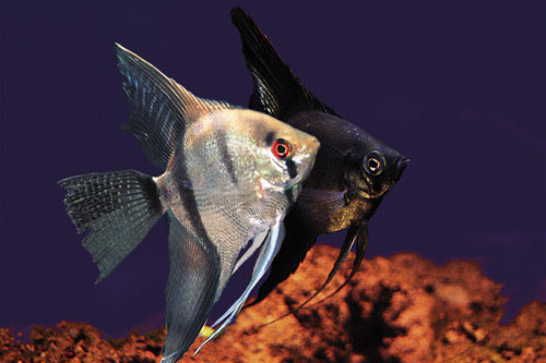 Assorted Angelfish