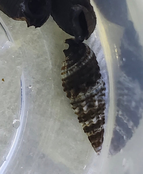 Cerith Snail