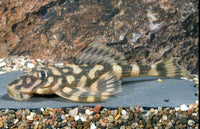 Butterfly Pleco L52