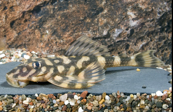 Butterfly Pleco L52