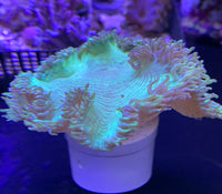 elegance coral