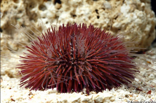 Rose Pink Urchin