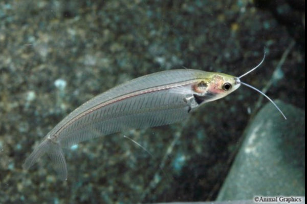 Glass Catfish