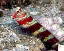 Wheeler's Shrimp Goby