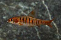 African Fasciolatus Barb