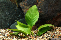 Anubias Nana Plant