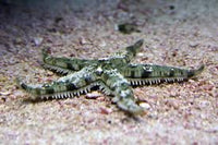 Sand Sifting Starfish