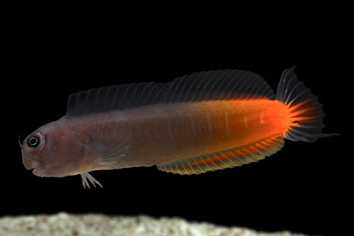 bicolor blenny
