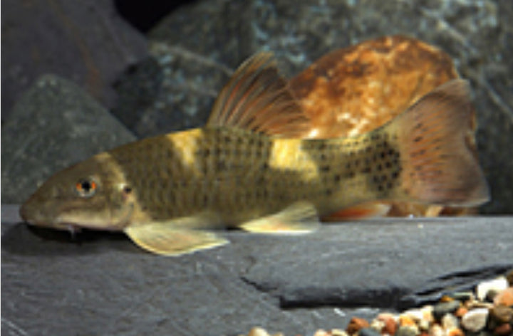 Panda Garra Algae Eater