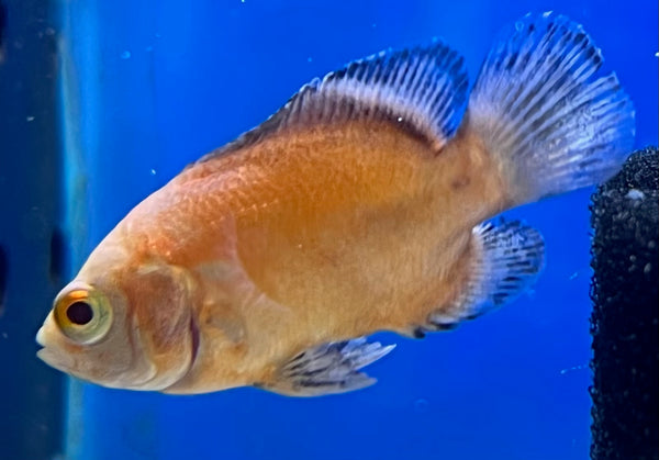 Albino Red Oscar