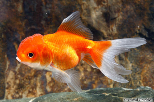Red Oranda Goldfish 3"- 4"