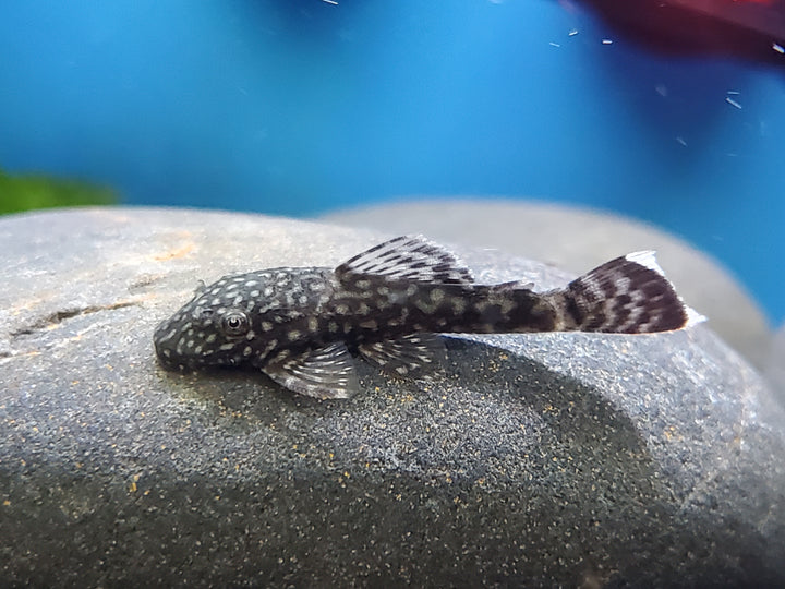 Bristlenose Pleco 3" - 4"