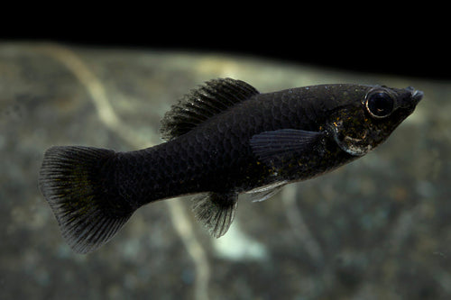 Black Molly