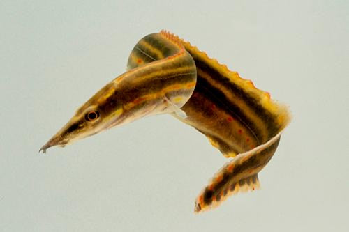 Fire Eel