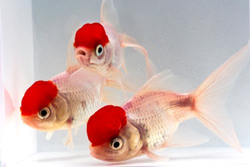 Red Cap Oranda Goldfish 3" - 4"