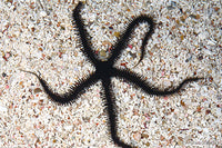 Black Brittle Starfish