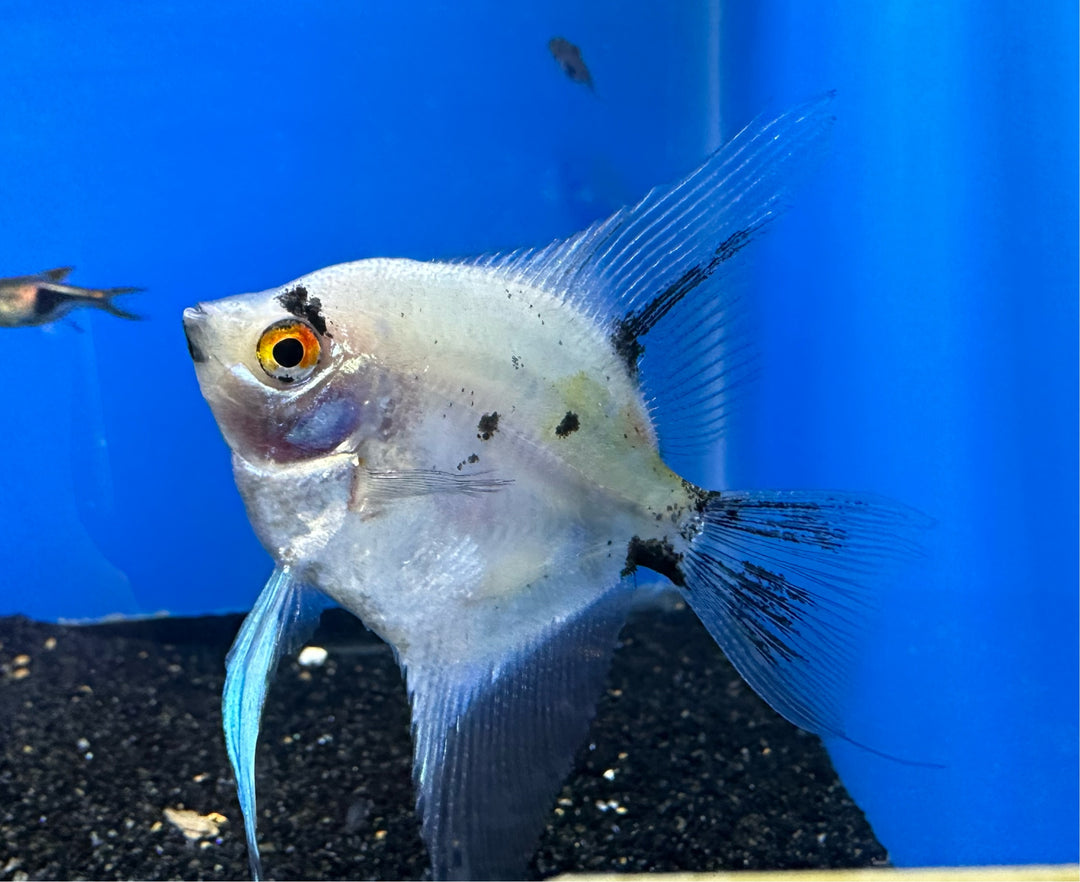Angle Fish Freshwater Angelfish – Reeflifeaquariums.com