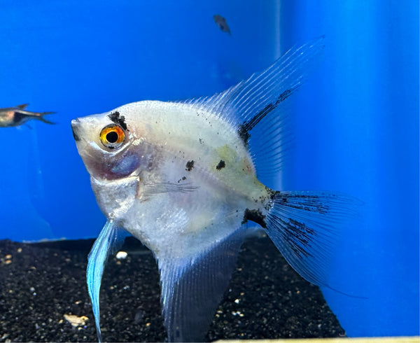Panda Angelfish - Med