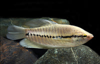 Snakeskin Gourami