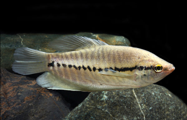 Snakeskin Gourami