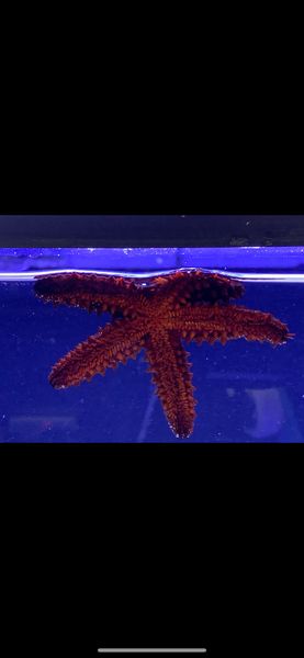 Red Thorny Starfish