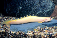 Albino Dinosaur Senegalus
