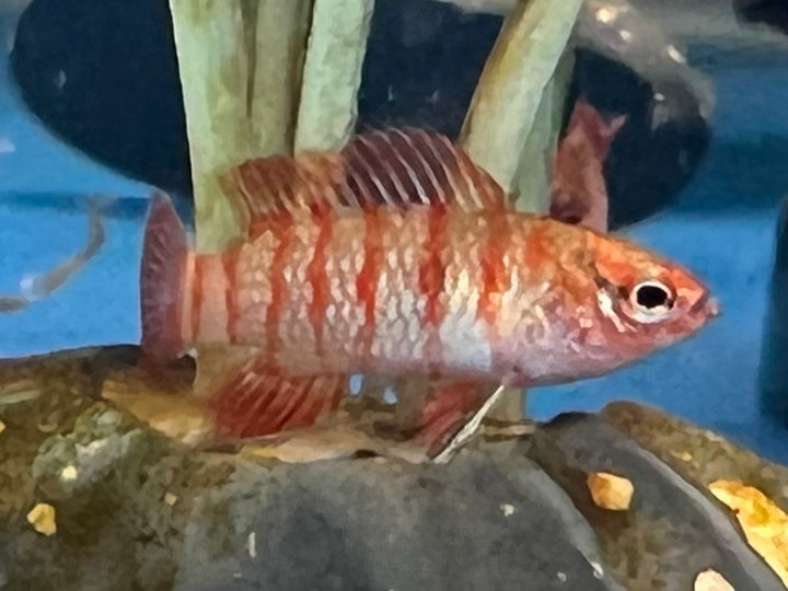 Scarlet Badis
