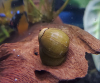 Olive Nerite Snail