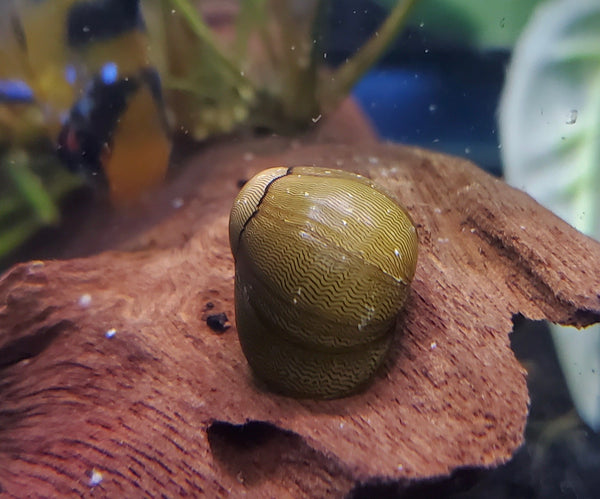 Olive Nerite Snail