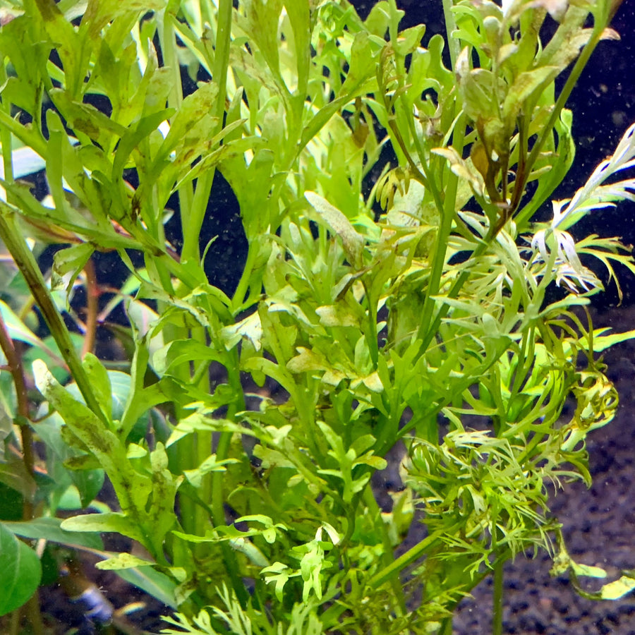 Water Sprite Potted