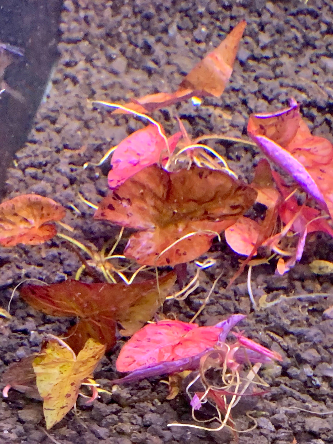 red tiger lotus vs dwarf lily Red Tiger Lotus Plant – Reeflifeaquariums.com