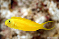 Canary Blenny