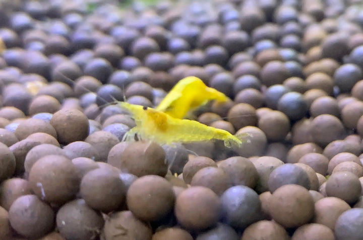 Gold Fire Shrimp